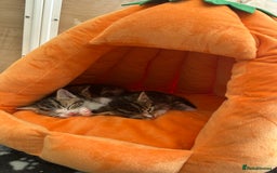 Mixed Breed cats for sale: Beautiful Tabby Kittens For Sale  - Image 13