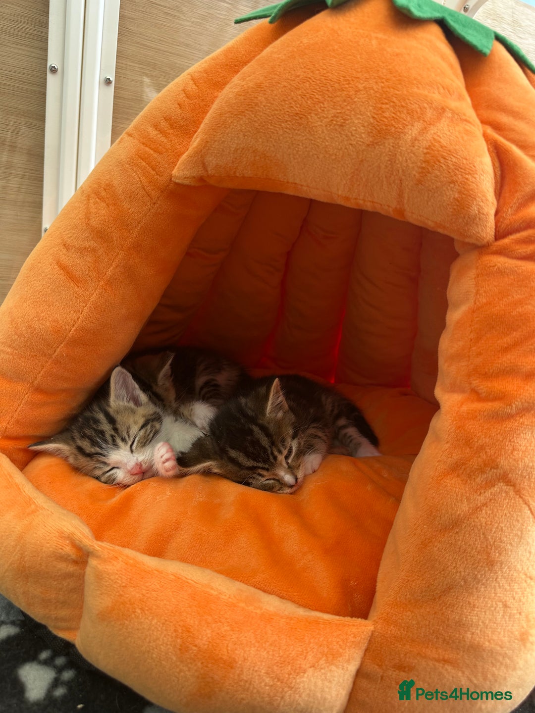 Mixed Breed cats for sale: Beautiful Tabby Kittens For Sale  - Image 13