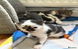 Mixed Breed cats for sale: Little kittens  - Image 3