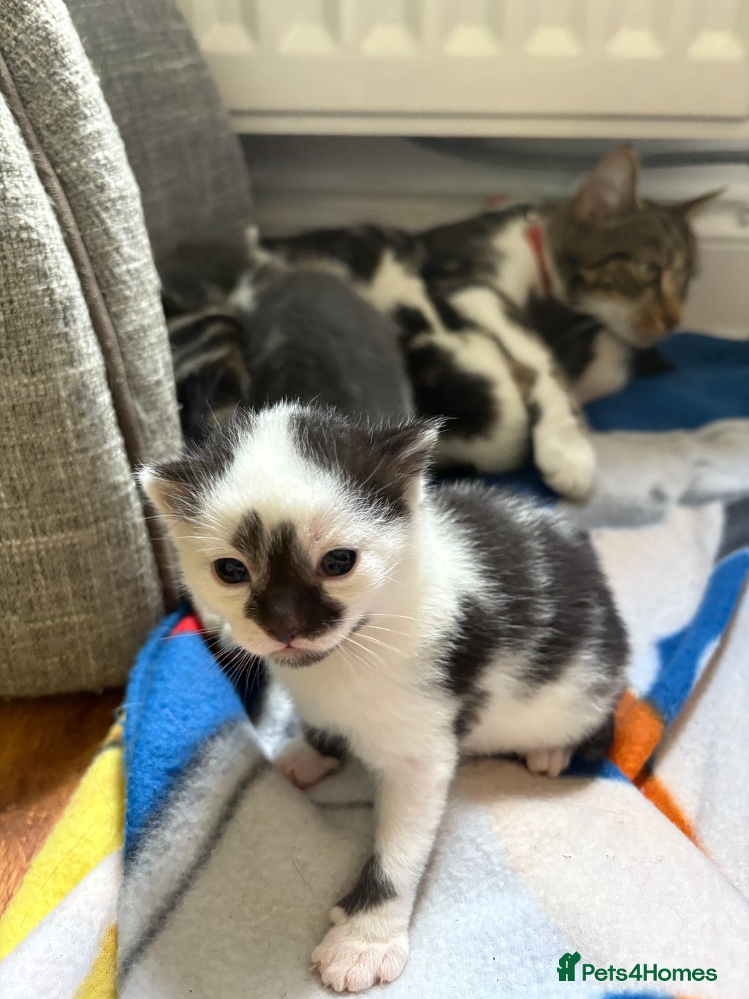 Mixed Breed cats for sale: Little kittens  - Image 3