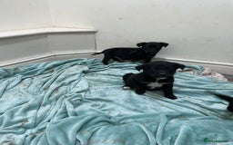 Borador dogs for sale: ⚫️lab x collie puppies ⚪️ - Advert 12