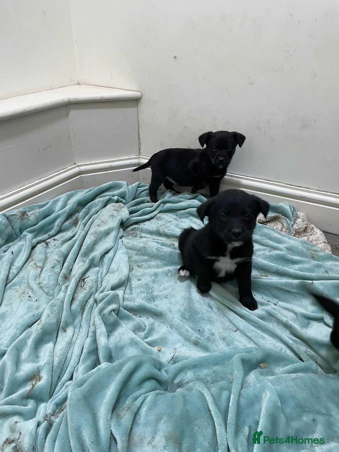 Borador dogs for sale: ⚫️lab x collie puppies ⚪️ - Advert 12