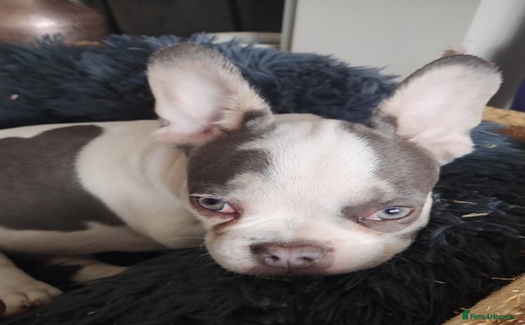 French Bulldog dogs - Advert 13
