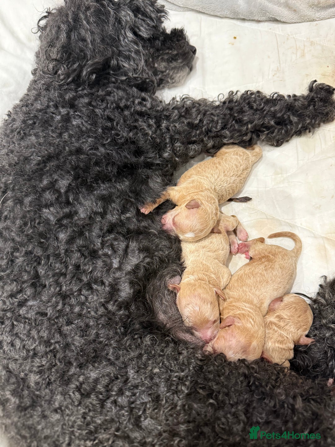 Miniature Poodle dogs for sale: Miniature poodle puppies ready now  - Image 25