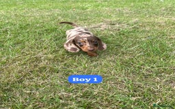 Dachshund dogs for sale: Dachshund Puppies  - Image 3