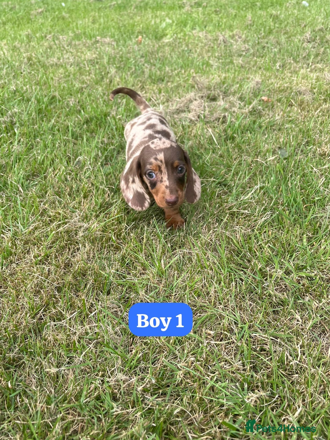Dachshund dogs for sale: Dachshund Puppies  - Image 3