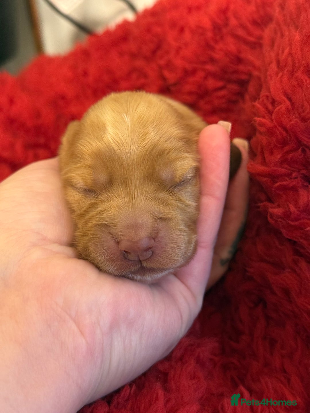 Cocker Spaniel dogs for sale: Show cocker spaniels  - Advert 12