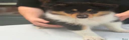 Rough Collie dogs for sale: Beautiful rough collie puppies  - Advert 4