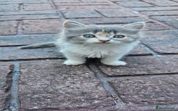 British Longhair cats for sale: Famle - Image 2