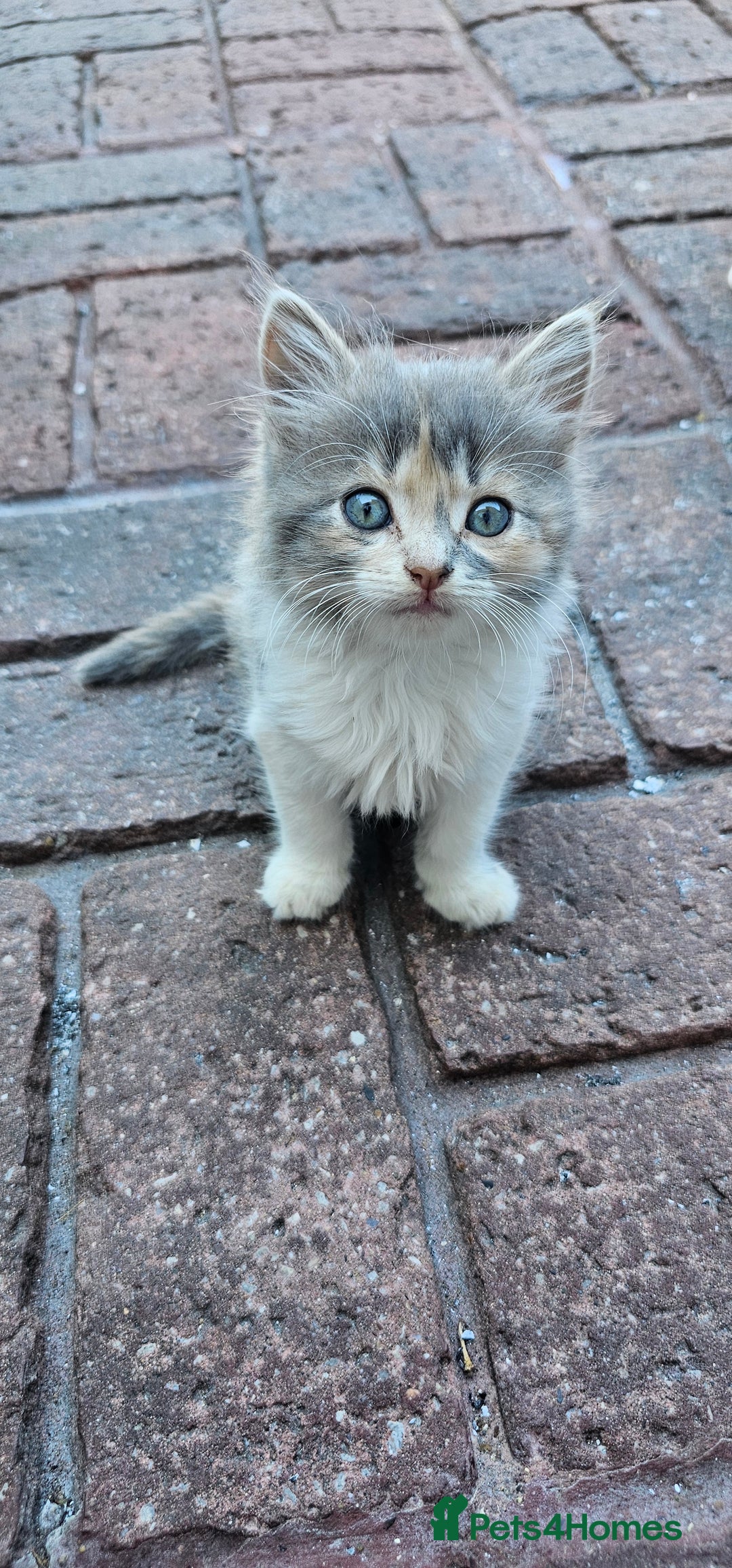 British Longhair cats for sale: Famle - Image 2