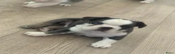 French Bulldog dogs for sale: Husky Pink Frenchies  - Advert 7