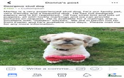 Shih Tzu dogs for stud: Handsome experienced KC registered stud dog in Cullompton - Image 16