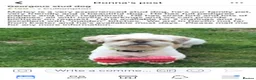 Shih Tzu dogs for stud: Handsome experienced KC registered stud dog in Cullompton - Advert 16