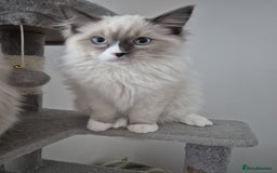 Ragdoll cats for sale: Pure Blue Point Ragdoll Mitted Male - Image 5