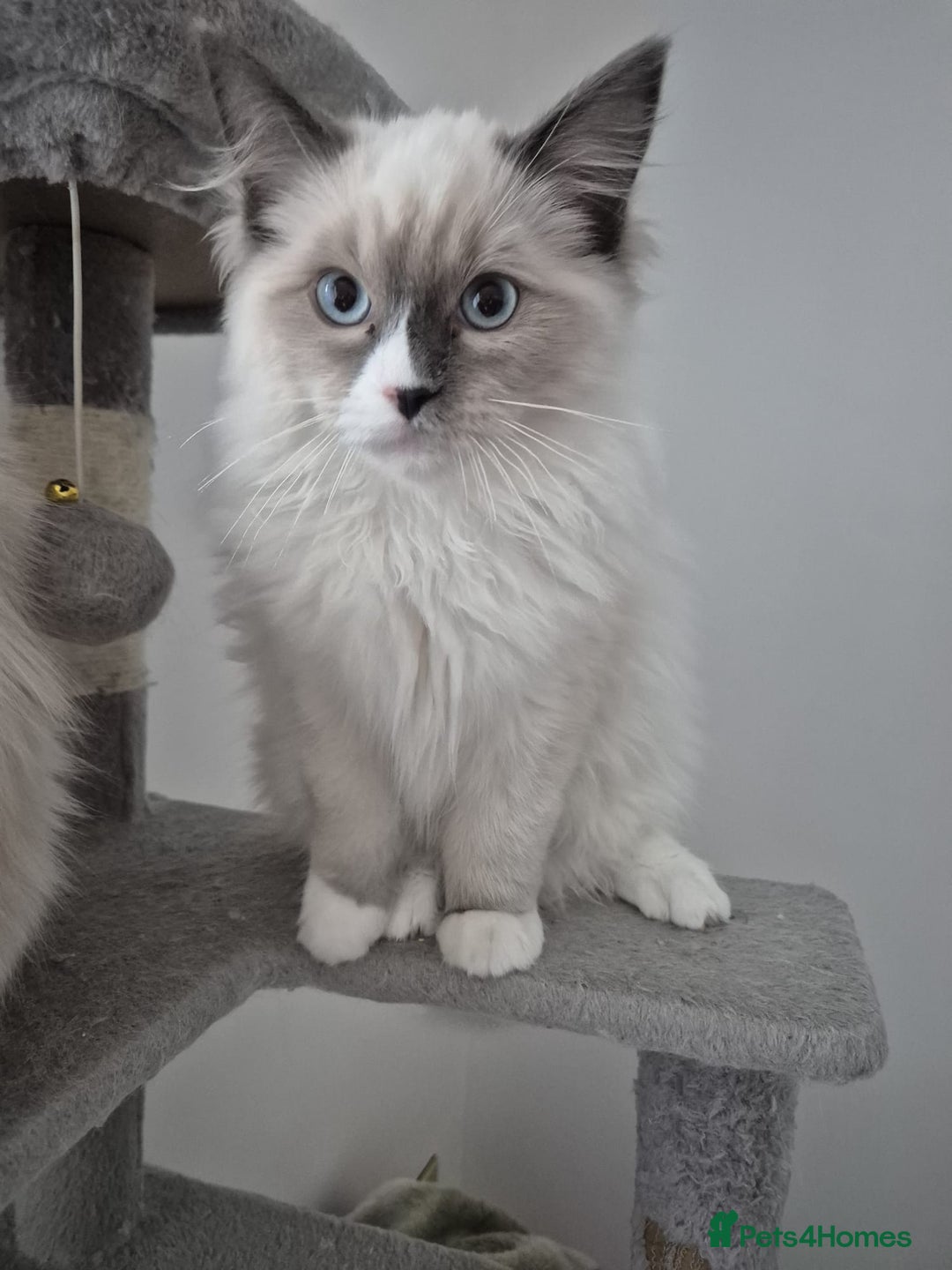 Ragdoll cats for sale: Pure Blue Point Ragdoll Mitted Male - Image 5