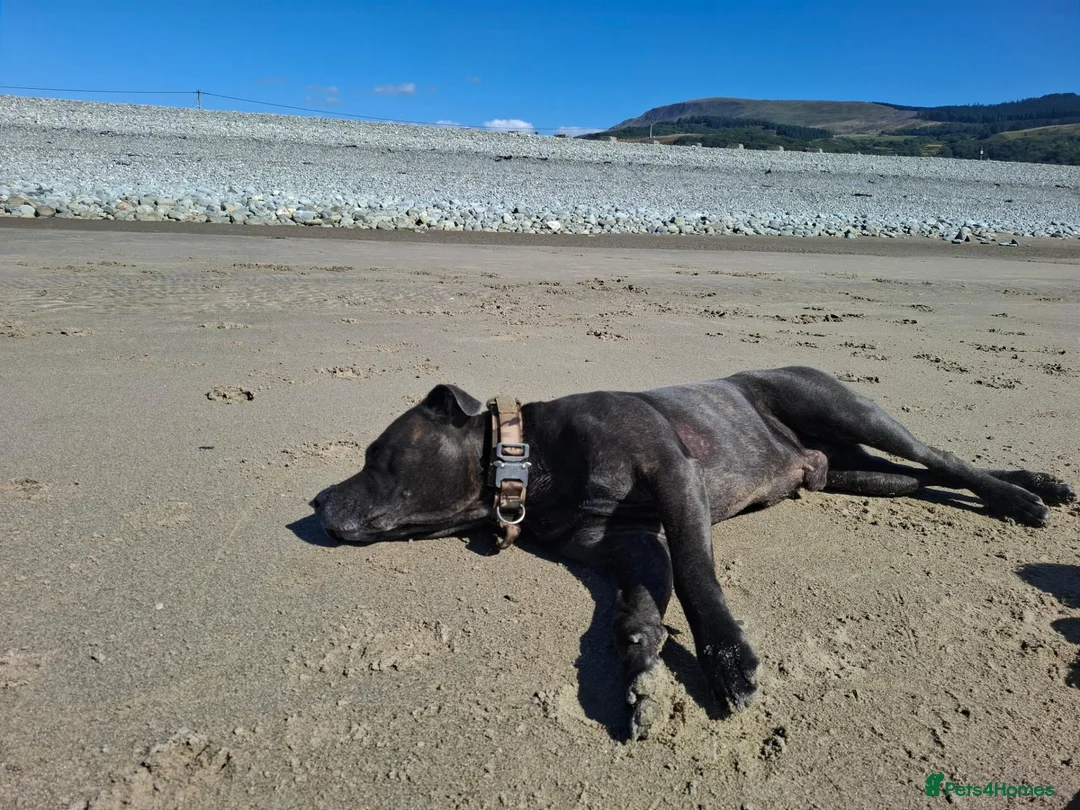 Staffordshire Bull Terrier dogs for stud: Blue/brindle  in Blackburn - Advert 2