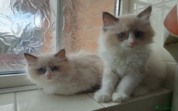 Ragdoll cats for sale: Purebred ragdoll kittens  - Image 2