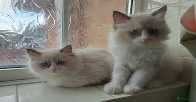 Ragdoll cats - Advert 15