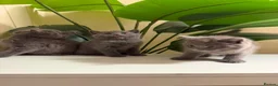 British Shorthair cats for sale: Gorgeous British short hair  in London - Advert 5
