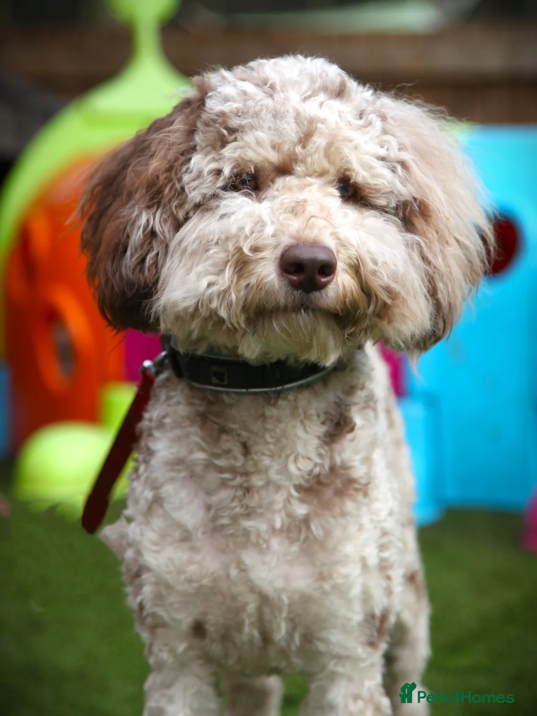 Standard Poodle dogs for stud: Freddie - Professional Stud Service in Eastleigh - Advert 7