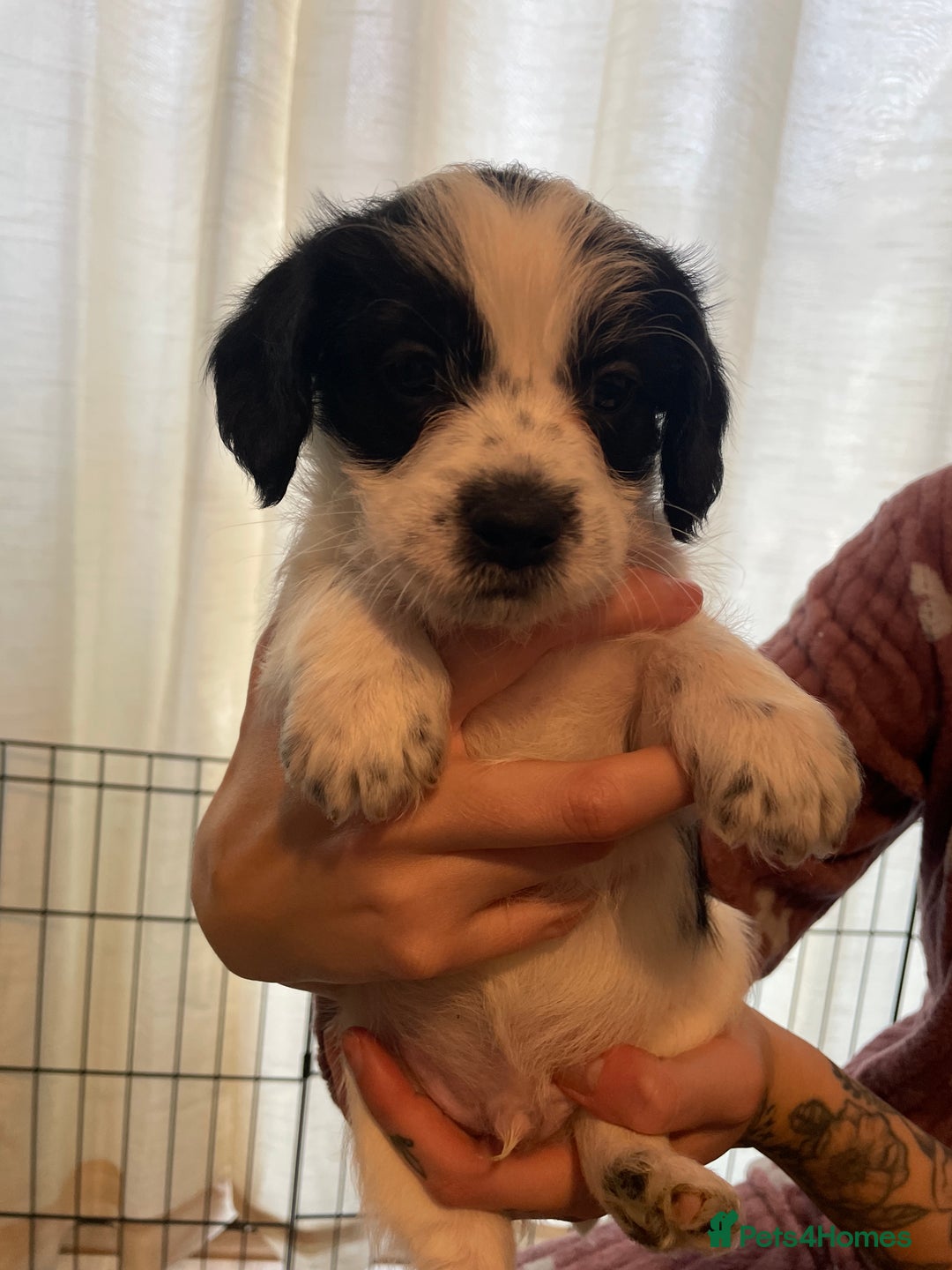 Mixed Breed dogs for sale: Gorgeous cockapoo cross puppies  - Advert 11