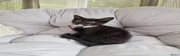 Domestic Shorthair cats for sale: Friendly, cute kittens ready for new homes - Advert 8