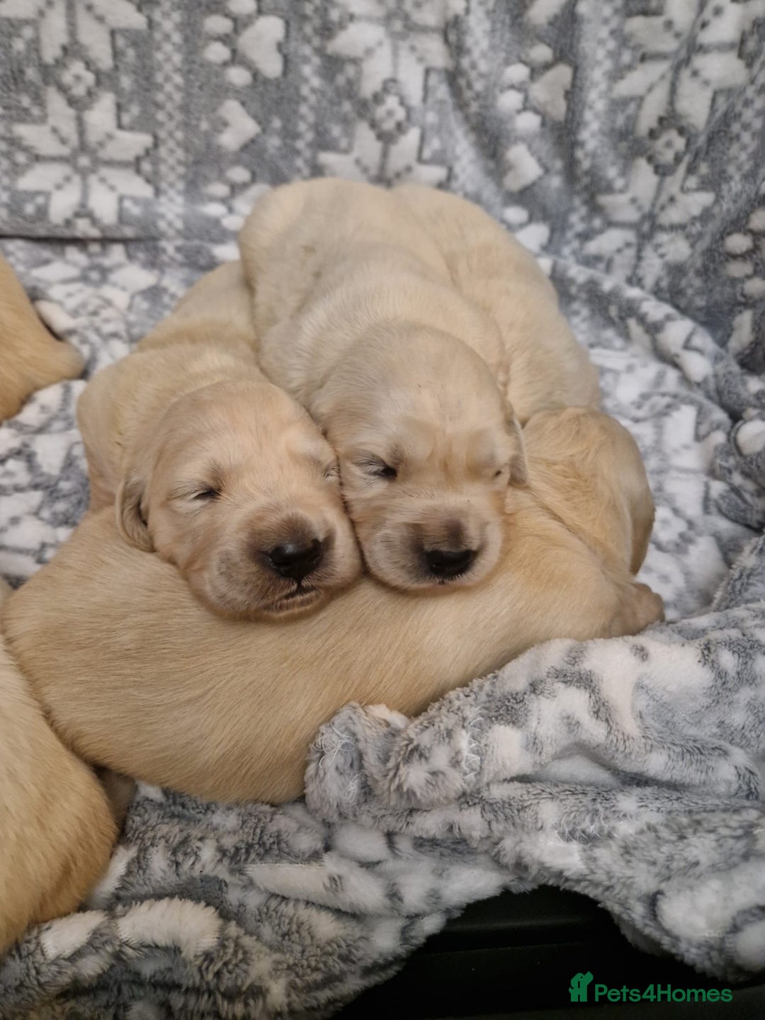 Golden Retriever dogs for sale: KC GoldenRetriver,READY DEC.20 - Image 7
