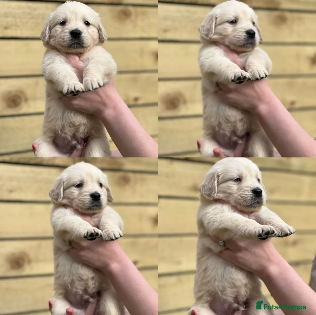 Golden Retriever dogs for stud:   ICT CLEAR Proven Golden Retriever for stud in Manchester - Advert 11