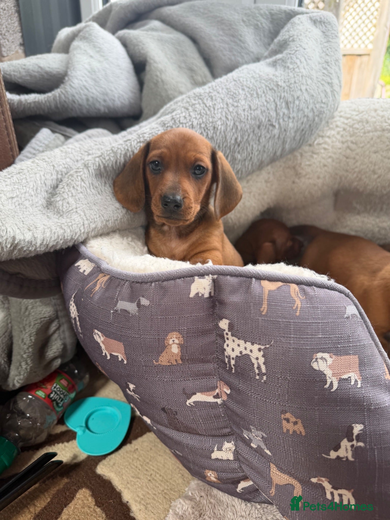 Dachshund dogs 🐾Dachshund puppies 🐾 - Advert 13