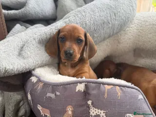 Dachshund dogs 🐾 Miniature boy ready JUNE 🐾 - Advert 1