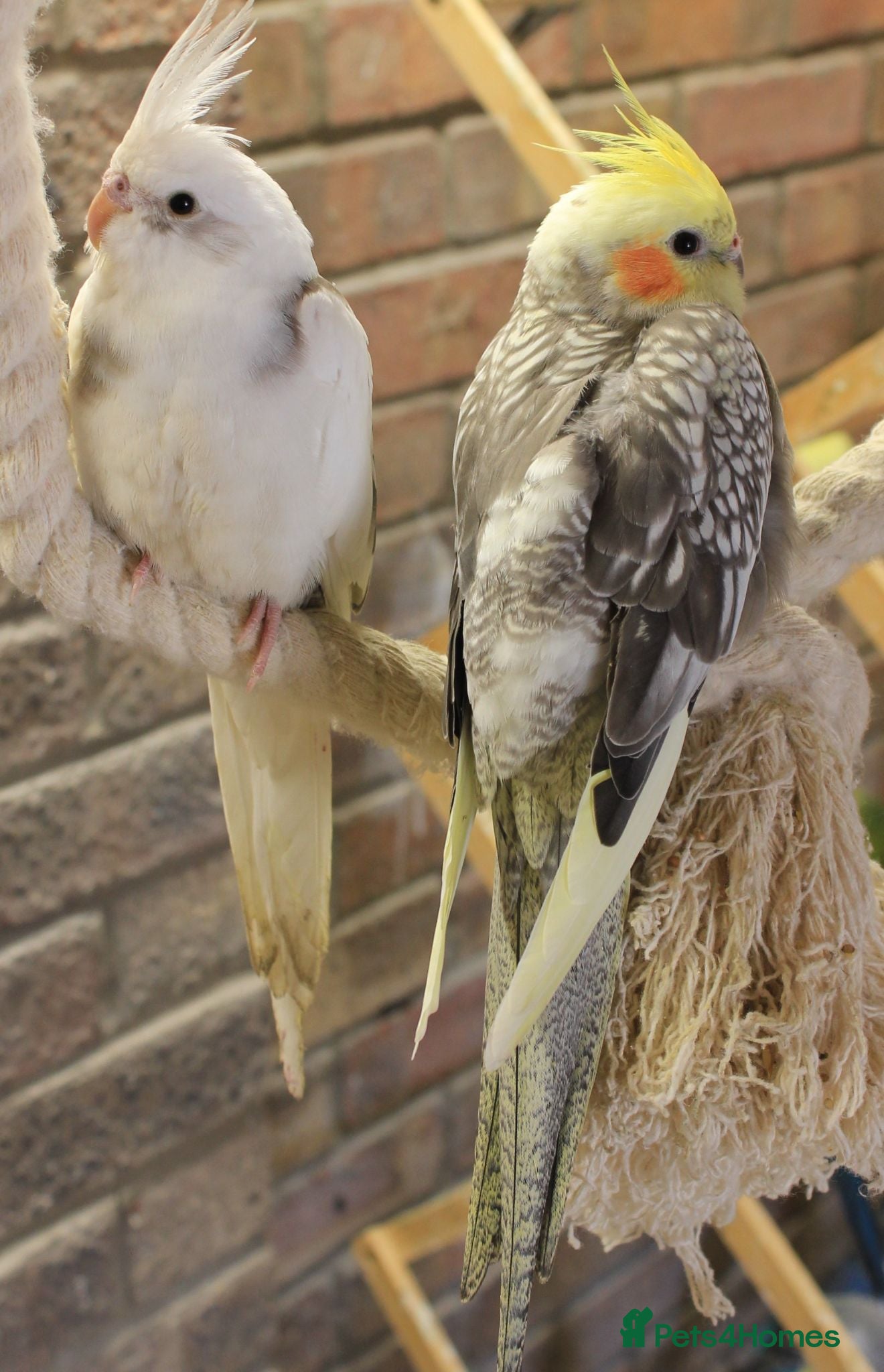 Cockatiels birds Young Cockatiels - Advert 1