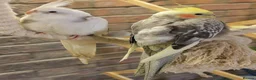 Cockatiels birds for sale: Young Cockatiels - Advert 1