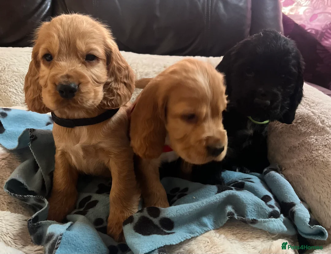 Cocker Spaniel dogs for sale: Stunning show type cocker spaniel puppies  - Advert 4