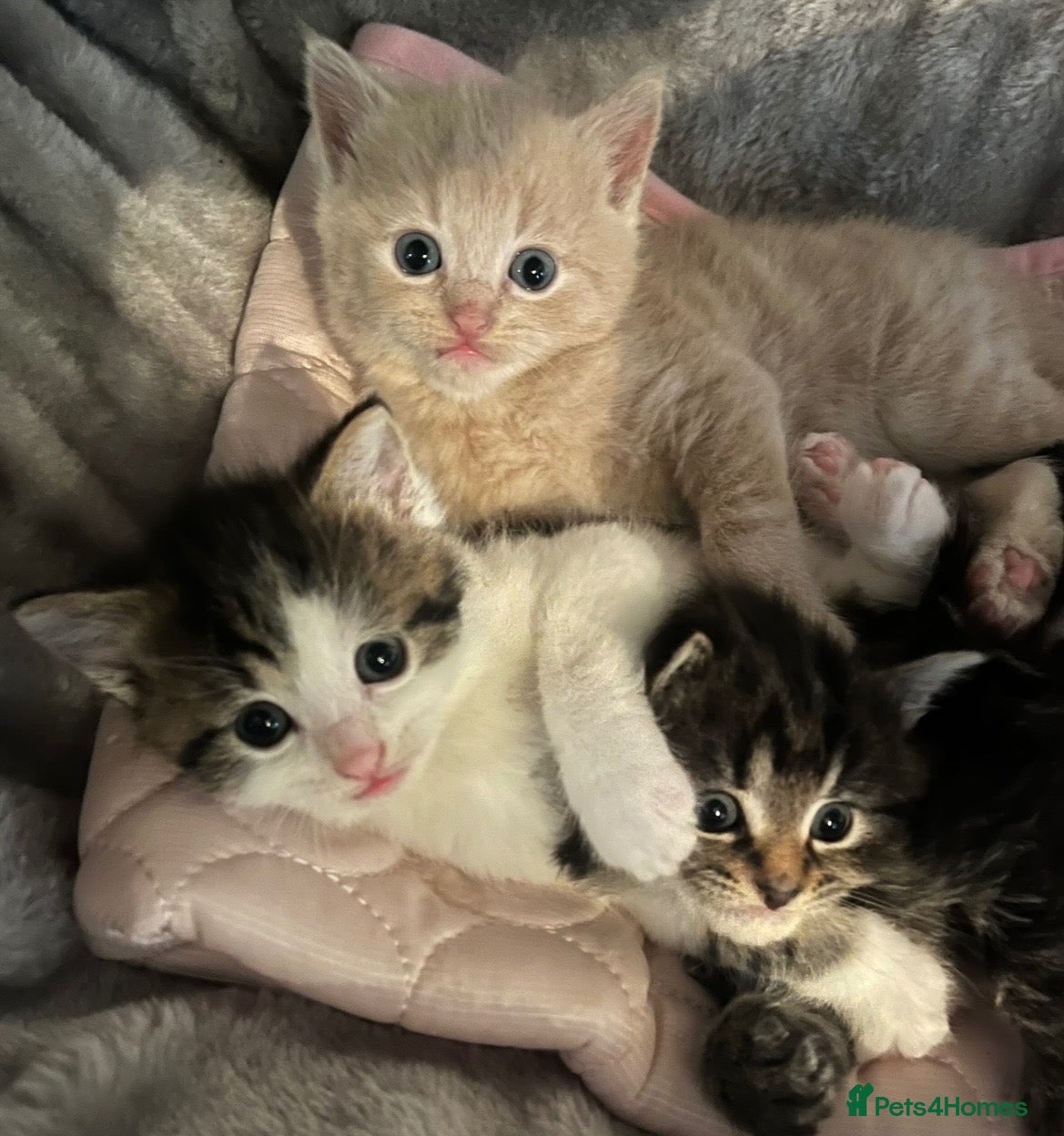 Mixed Breed cats Kittens for sale - Advert 1