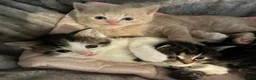 Mixed Breed cats for sale: Kittens for sale - Advert 1