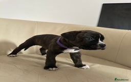 Mixed Breed dogs for sale: Cane Corso/boxer X Dogue de Bordeaux  - Image 4