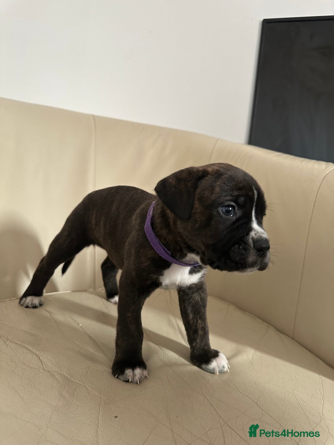 Mixed Breed dogs for sale: Cane Corso/boxer X Dogue de Bordeaux  - Image 4