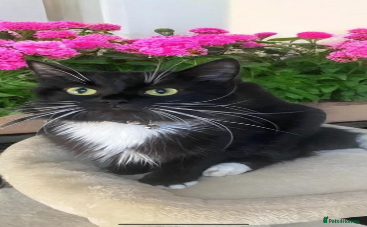 Mixed Breed cats - Advert 10