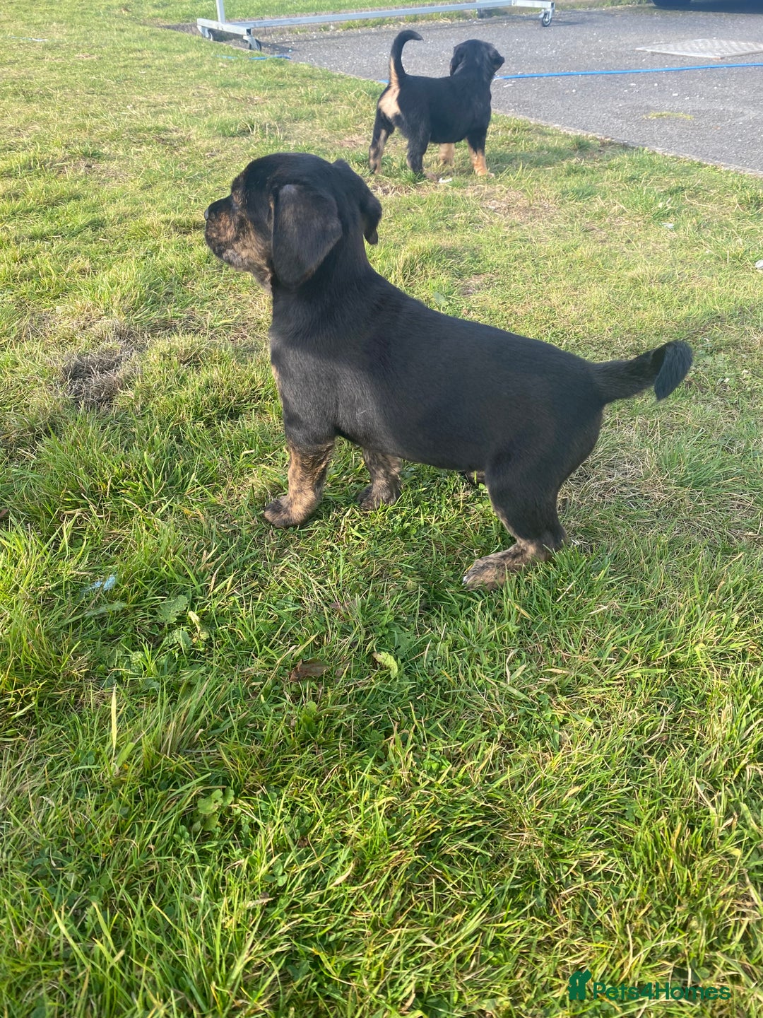 Mixed Breed dogs for sale: 8 Beautiful pups looking their forever home🥰 - Image 19