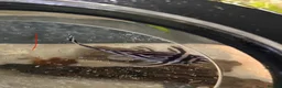 Plecos fish for sale: L046 zebra plecos 3x trios in Keighley - Advert 14