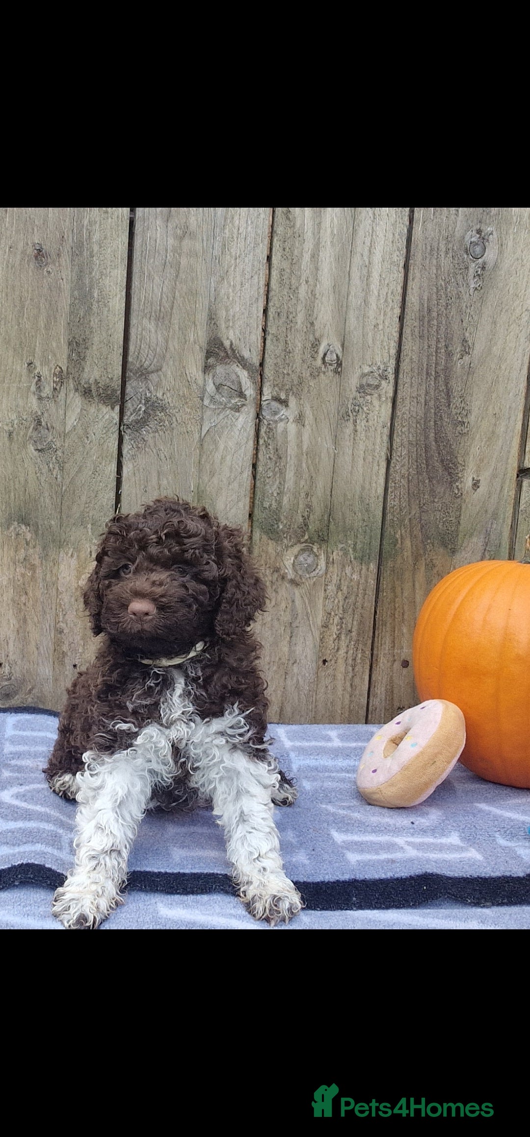 Lagotto Romagnolo dogs for sale: Beautiful Lagotto Romagnolo puppies, KC reg - Image 2