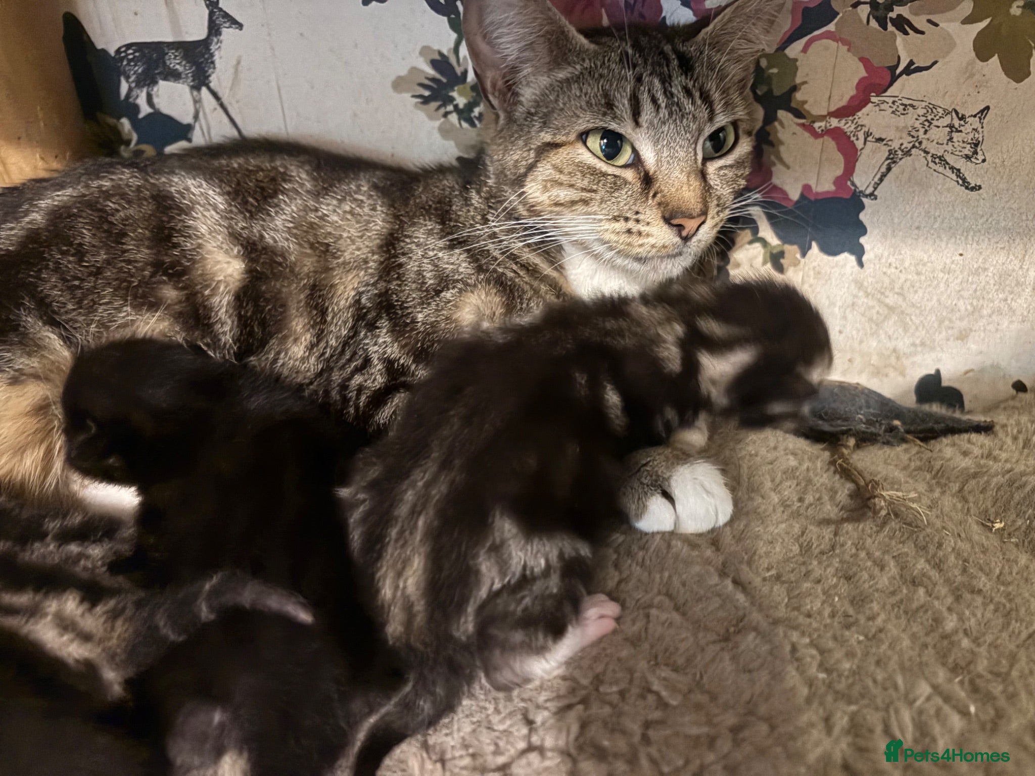 Mixed Breed cats 6 lovely kittens looking for new homes  - Advert 8