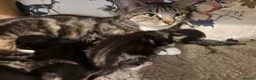 Mixed Breed cats for sale: 6 lovely kittens looking for new homes  in Bridgnorth - Advert 1