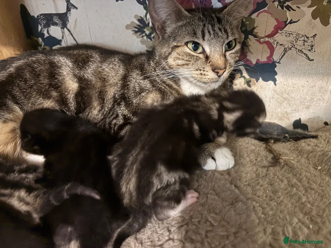 Mixed Breed cats for sale: 6 lovely kittens looking for new homes  in Bridgnorth - Advert 1