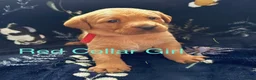 Labrador Retriever dogs for sale: KC Registered Labrador Puppies - Advert 5