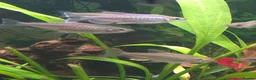 Tetras fish for sale: 7x Congo Tetra in Bathgate - Advert 4