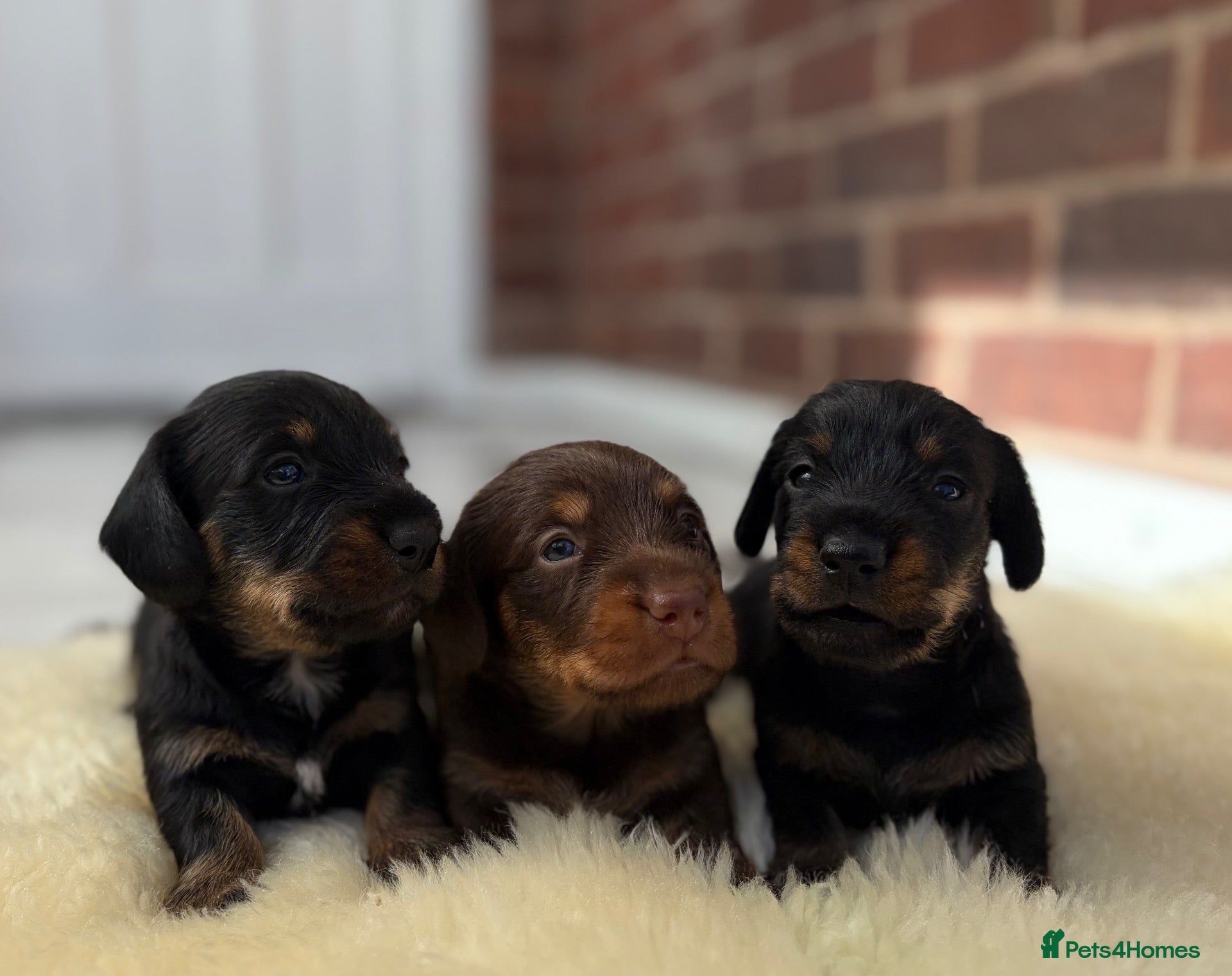 Dachshund dogs Wire haired miniature dachsunds - Advert 2