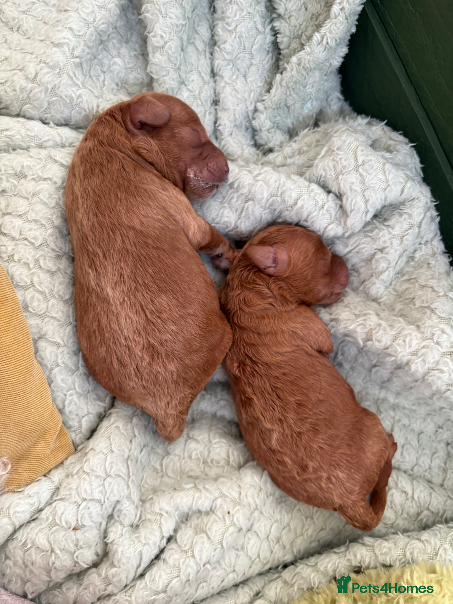 Miniature Poodle dogs for sale: Red Miniature poodle puppy’s 🐩🤍🐾 in Diss - Advert 3