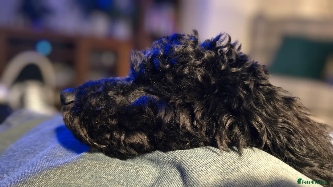 Cockapoo dogs for sale: Beautiful cockapoo in Tredegar - Advert 2