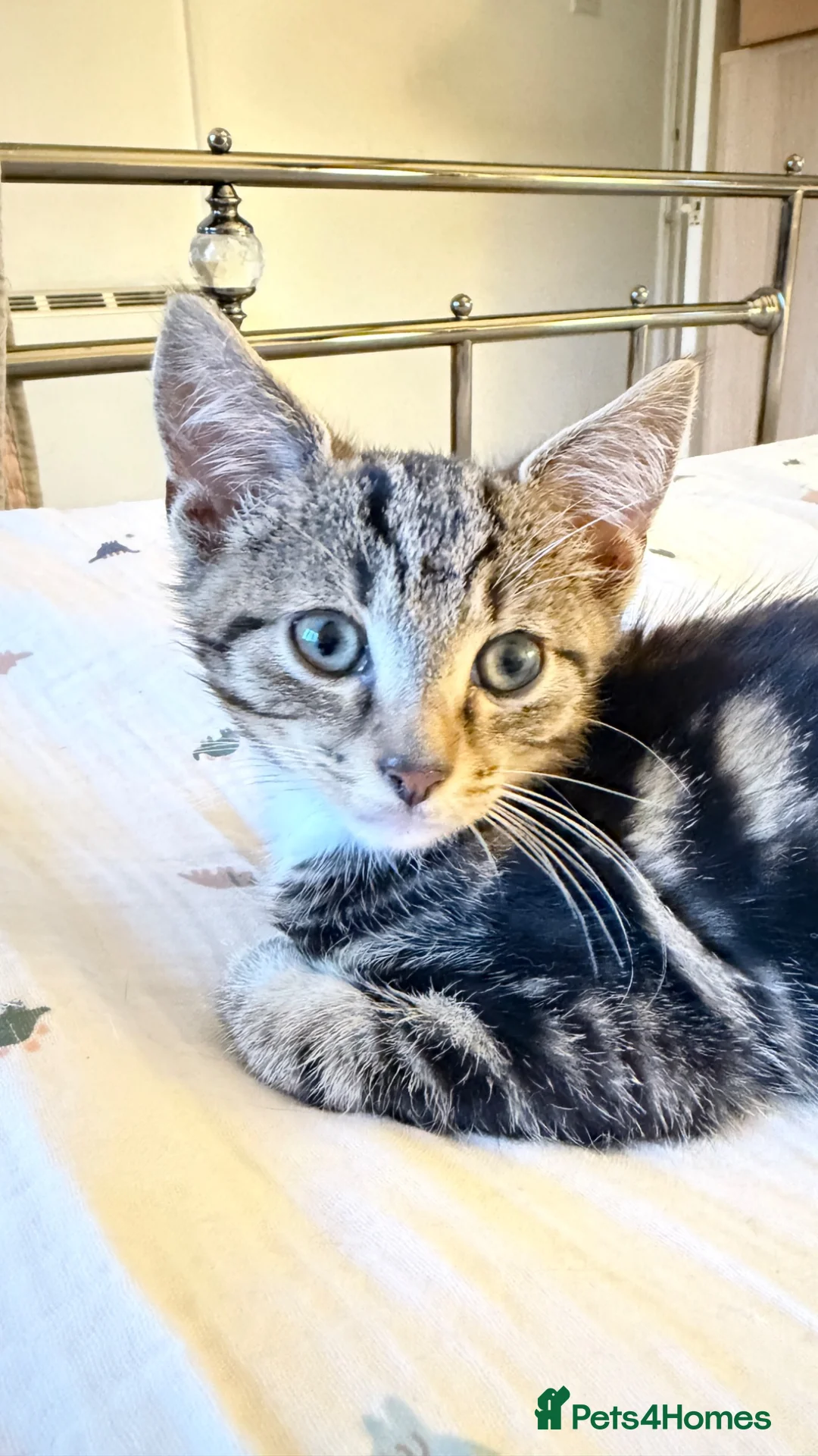 Domestic Shorthair cats for sale: Domestic Shorthair Tabby - Advert 1